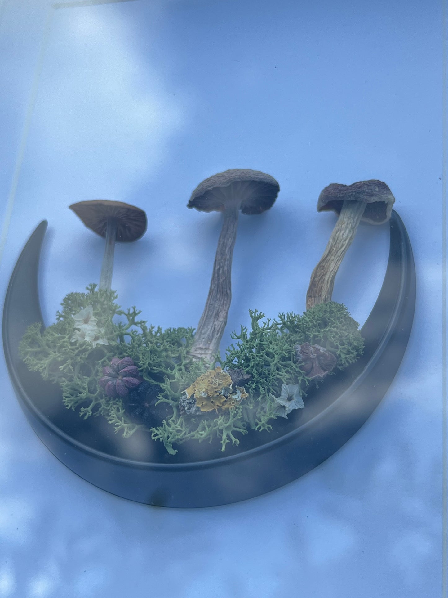 Echte Pilze im Bilderrahmen
