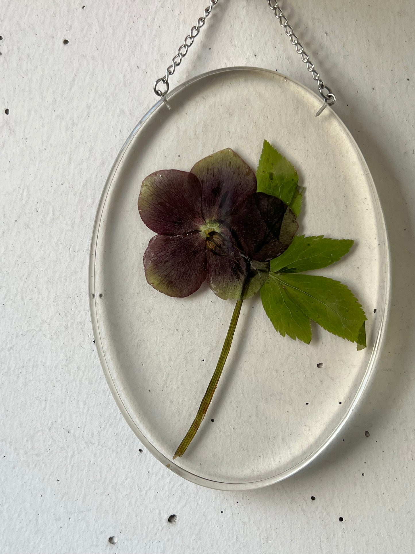 Wandbild Schneerose