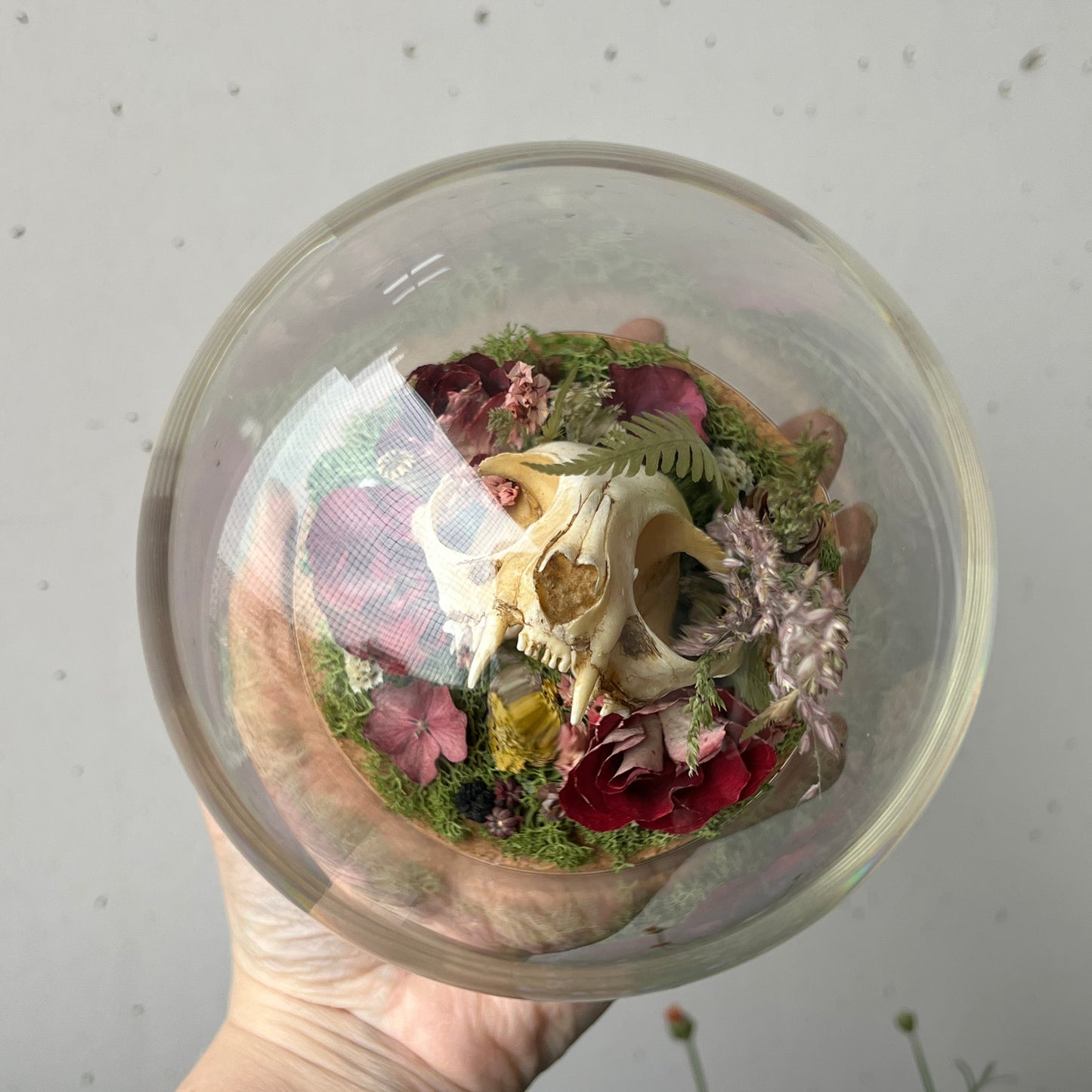 Diorama mit Katzenskull Replikation, Rosen & Blumen