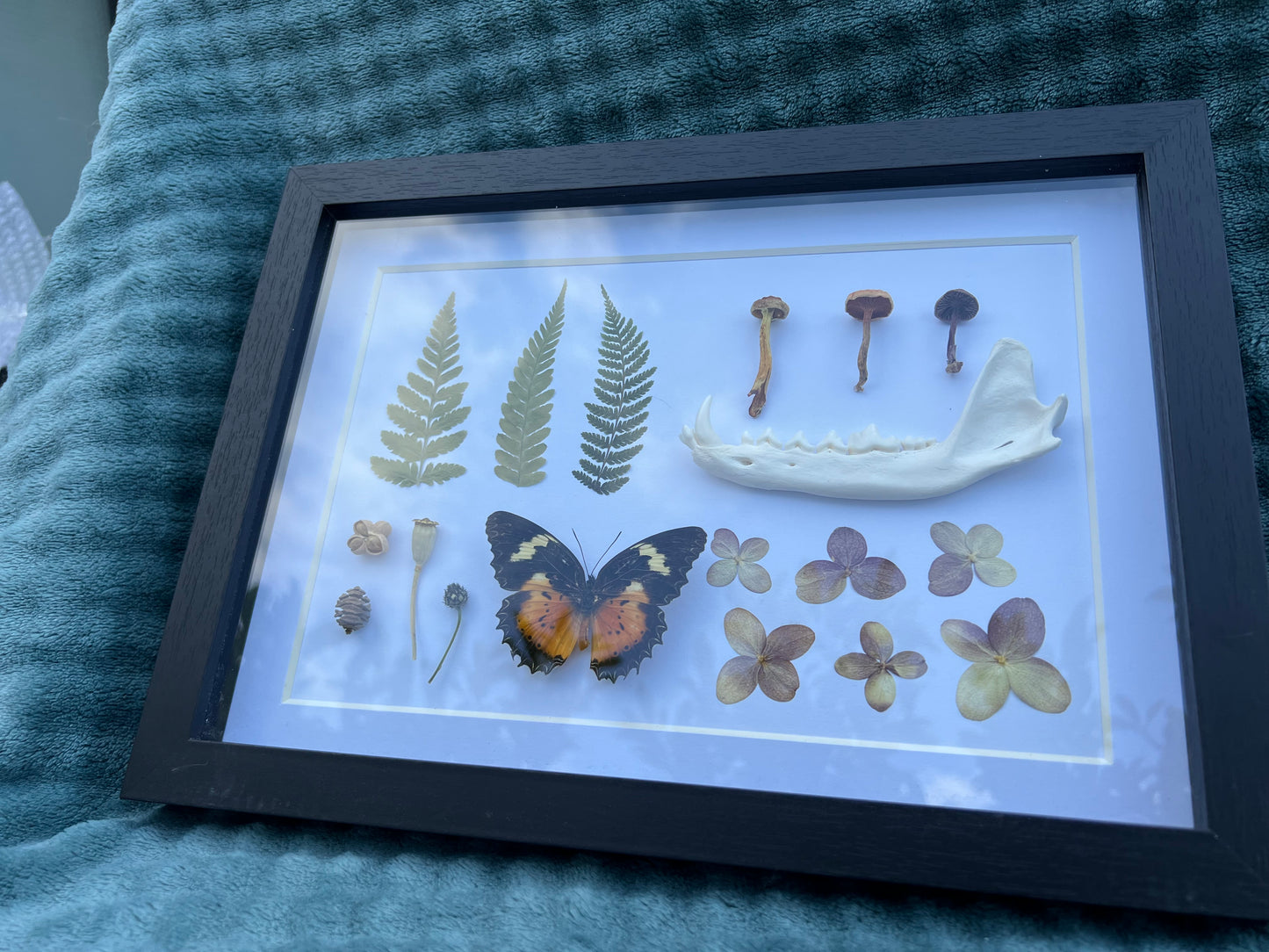 Natursammlung im Bilderrahmen