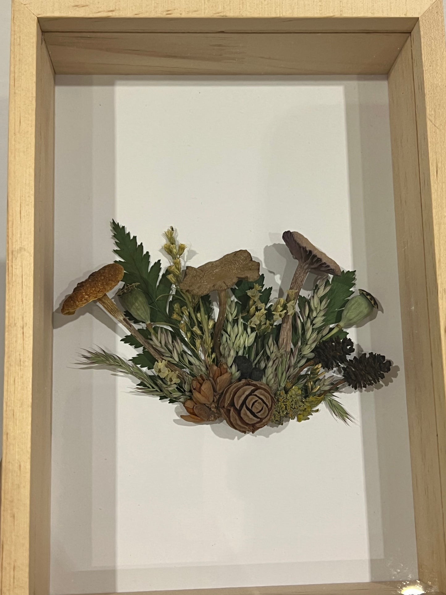 Pilze in Schattenbox