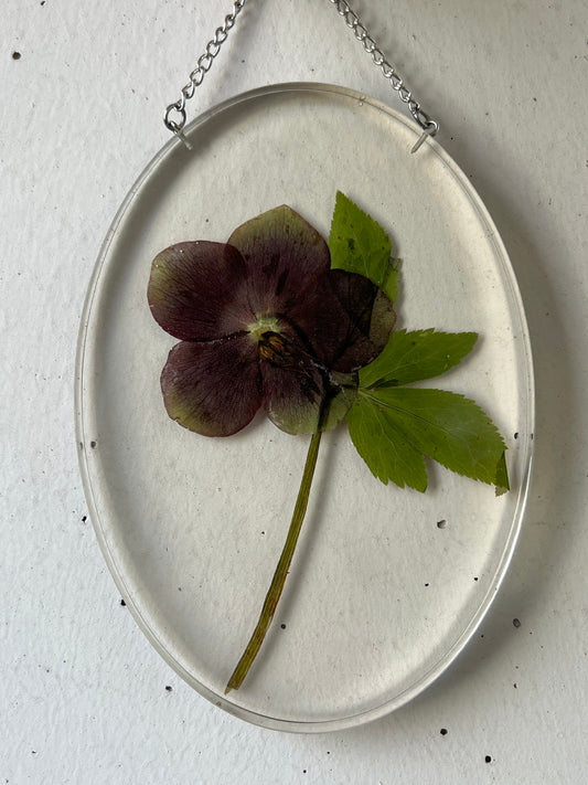 Wandbild Schneerose