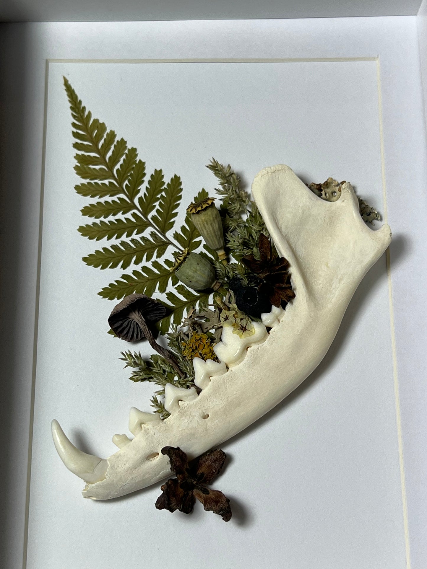 Bilderrahmen mit Fuchskiefer, Pilz, Samen Lichen und Blumen