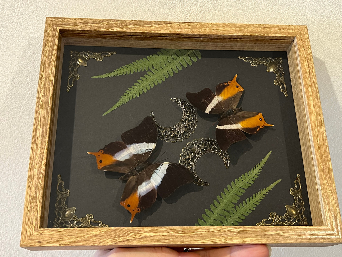 Schmetterlingspaar mit Farn in Bilderrahmen
