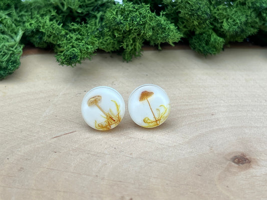 Ohrstecker mit echten Pilzen und Moos