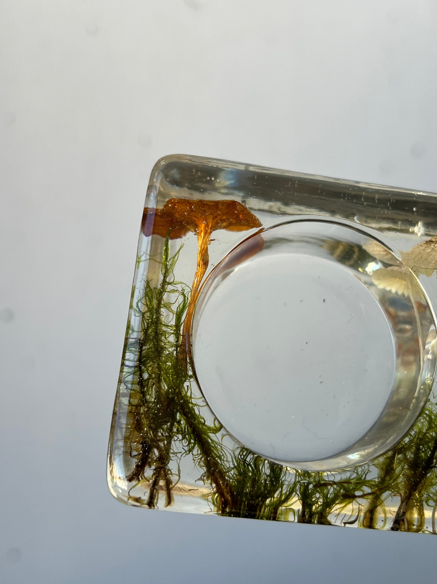 Teelichthalter mit echten Pilzen und Moos 2