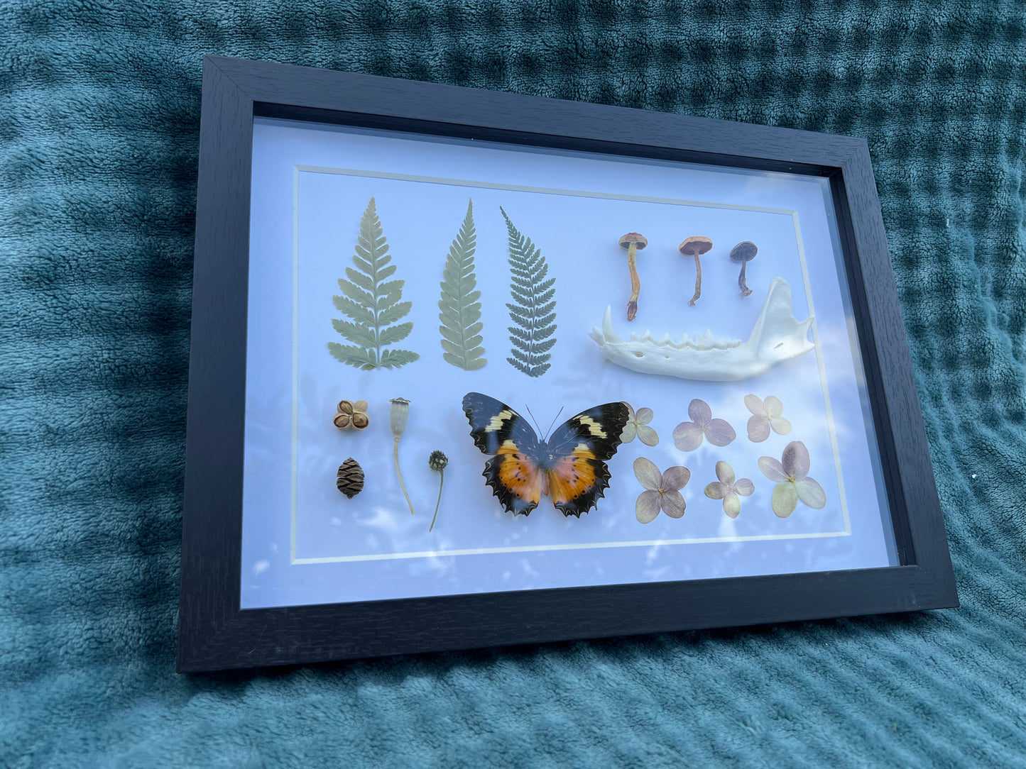 Natursammlung im Bilderrahmen