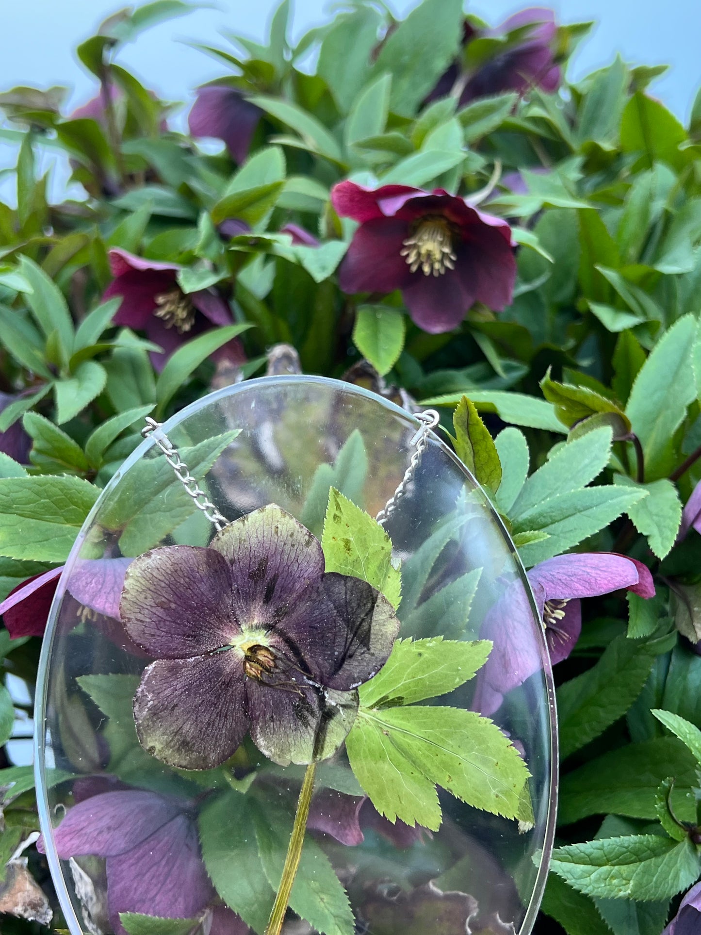 Wandbild Schneerose