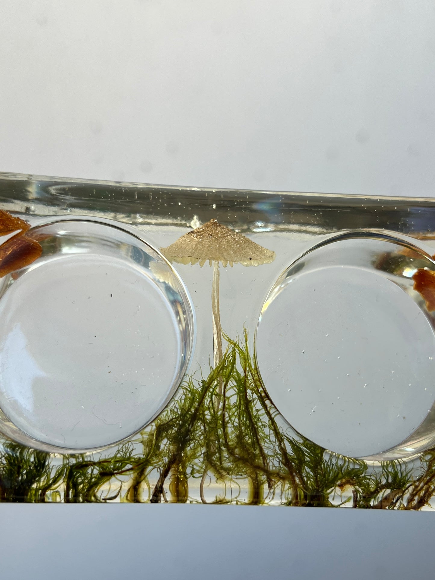 Teelichthalter mit echten Pilzen und Moos 2