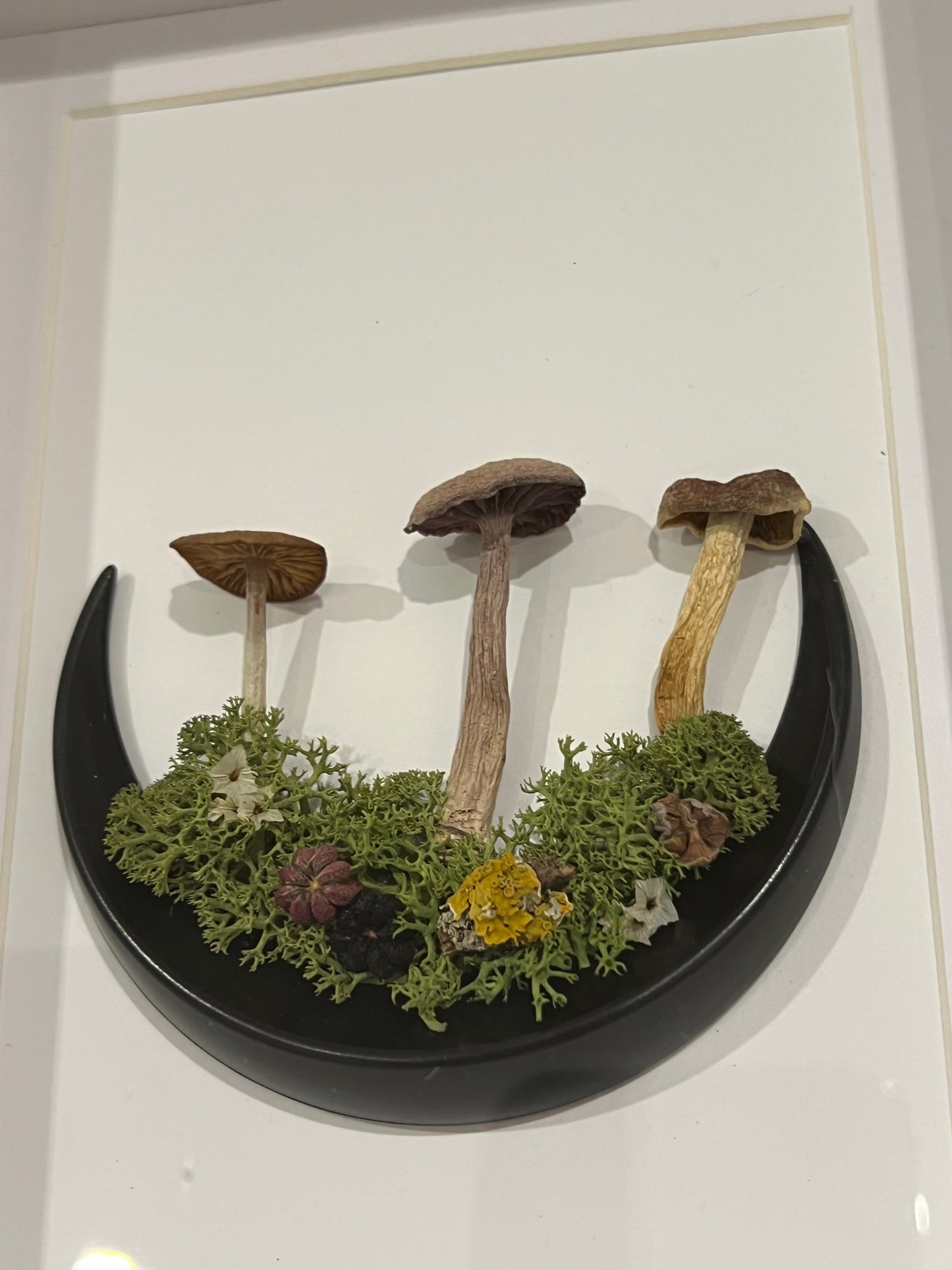 Echte Pilze im Bilderrahmen