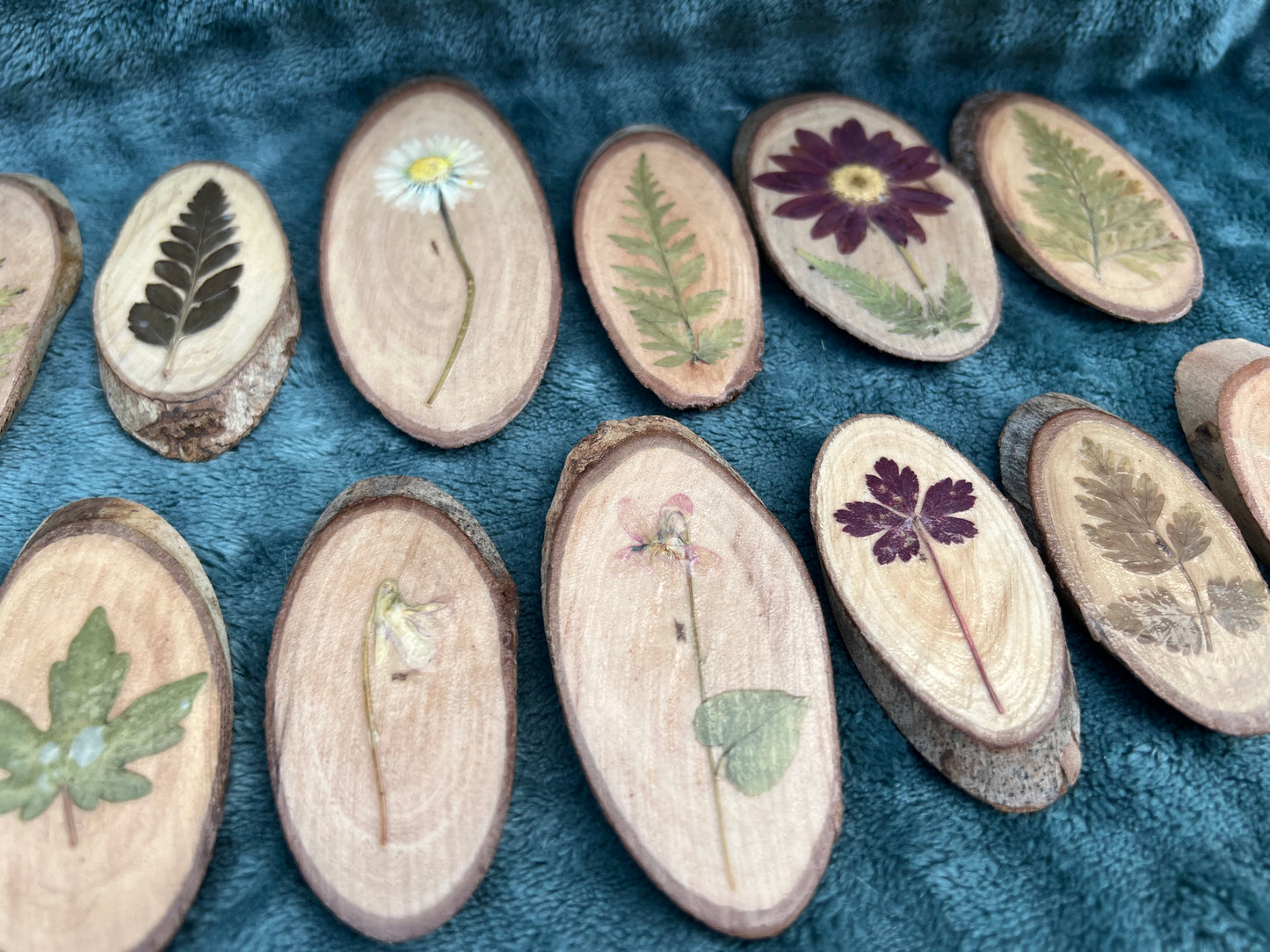Kleine Baumscheiben mit echten Blüten/Pflanzen