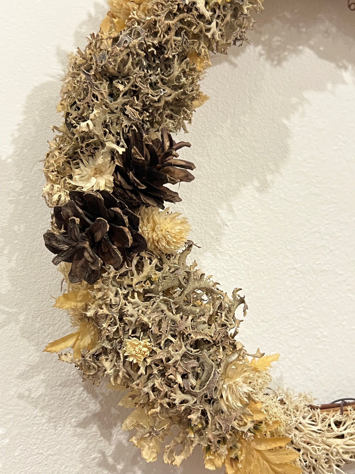 Mondkranz Lichen & Flechten
