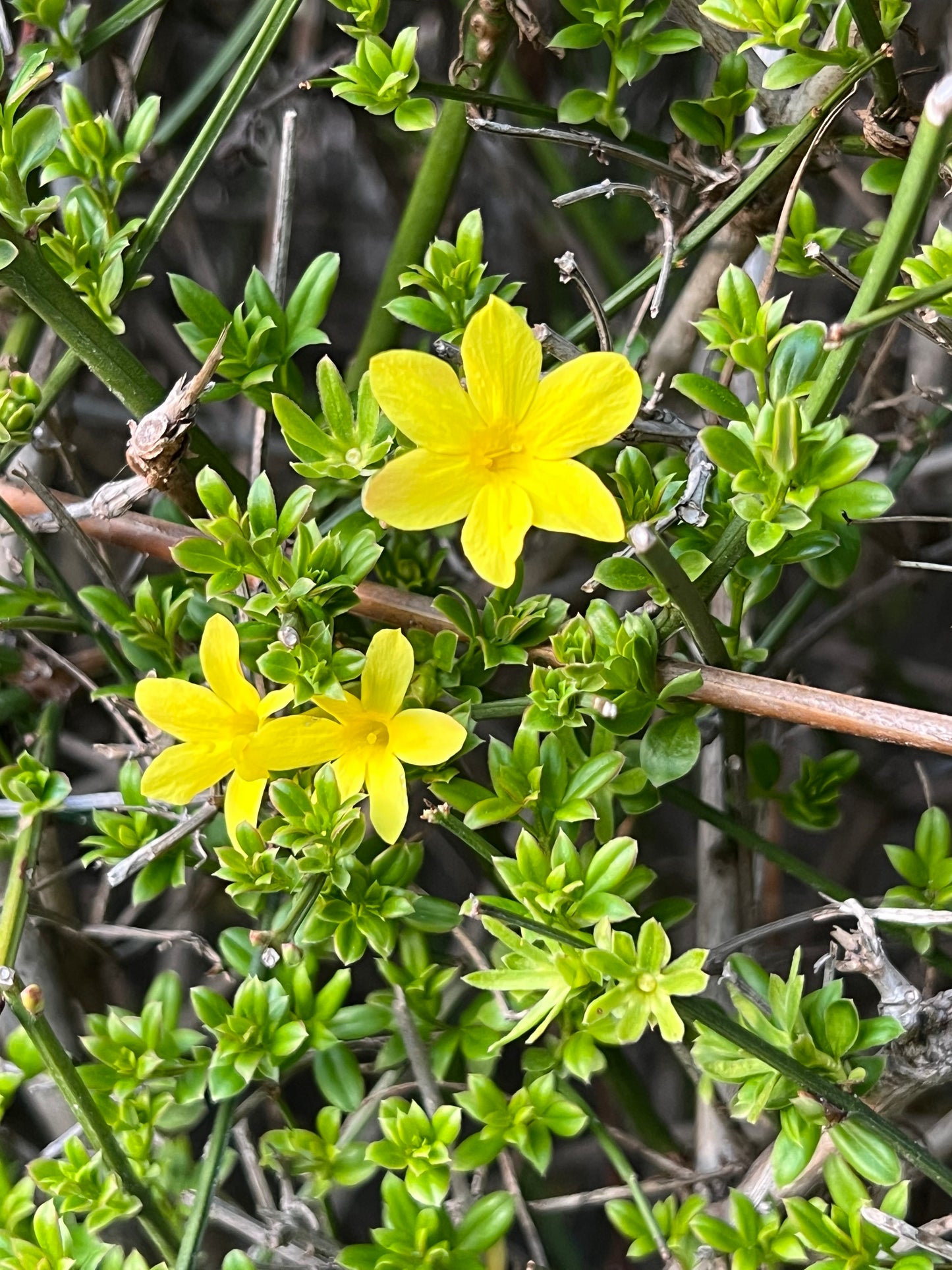 Winterjasmin Halskette Silber