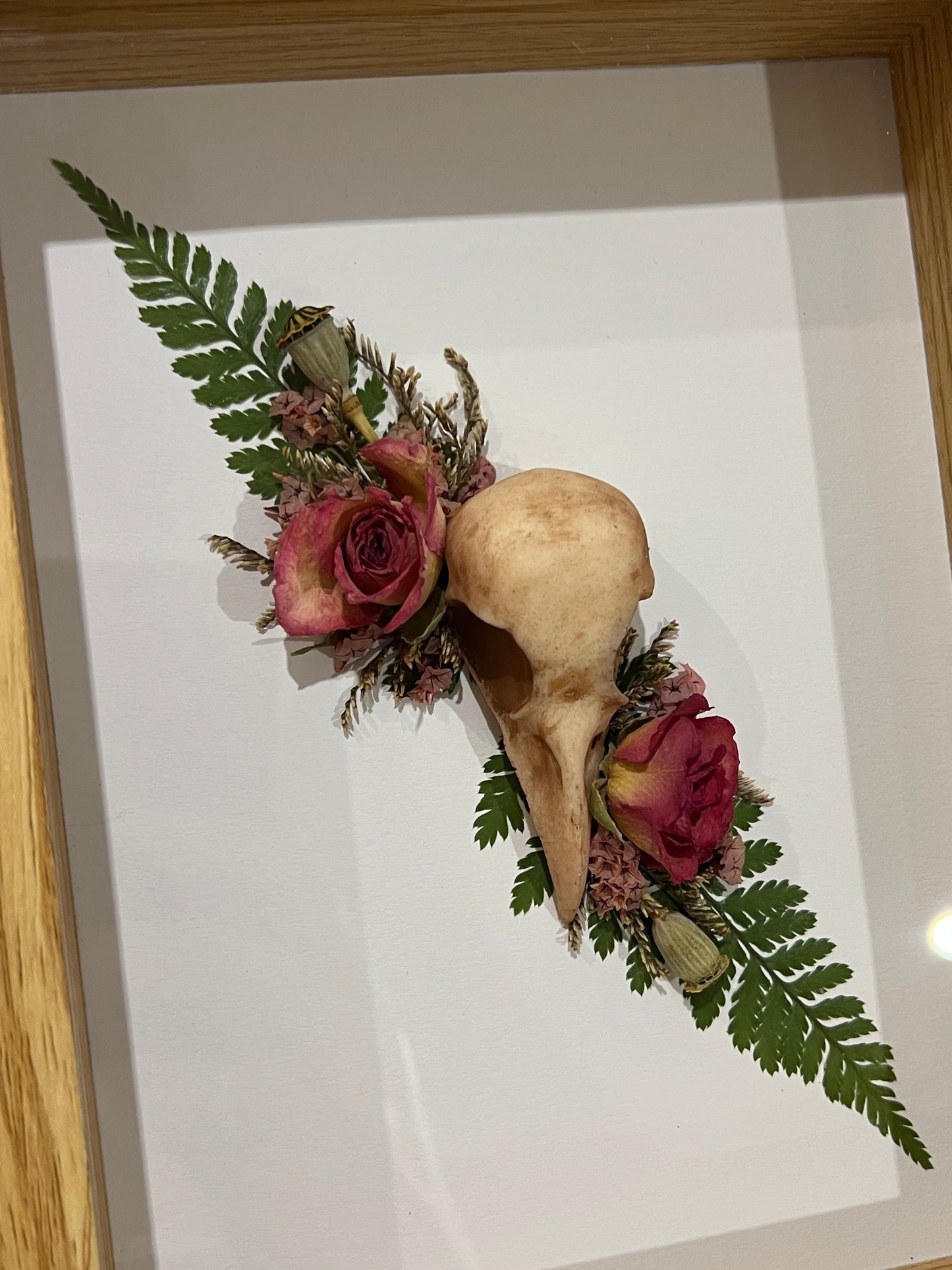 Rabenschädel mit Rosen Blumen und Samen in Bilderrahmen