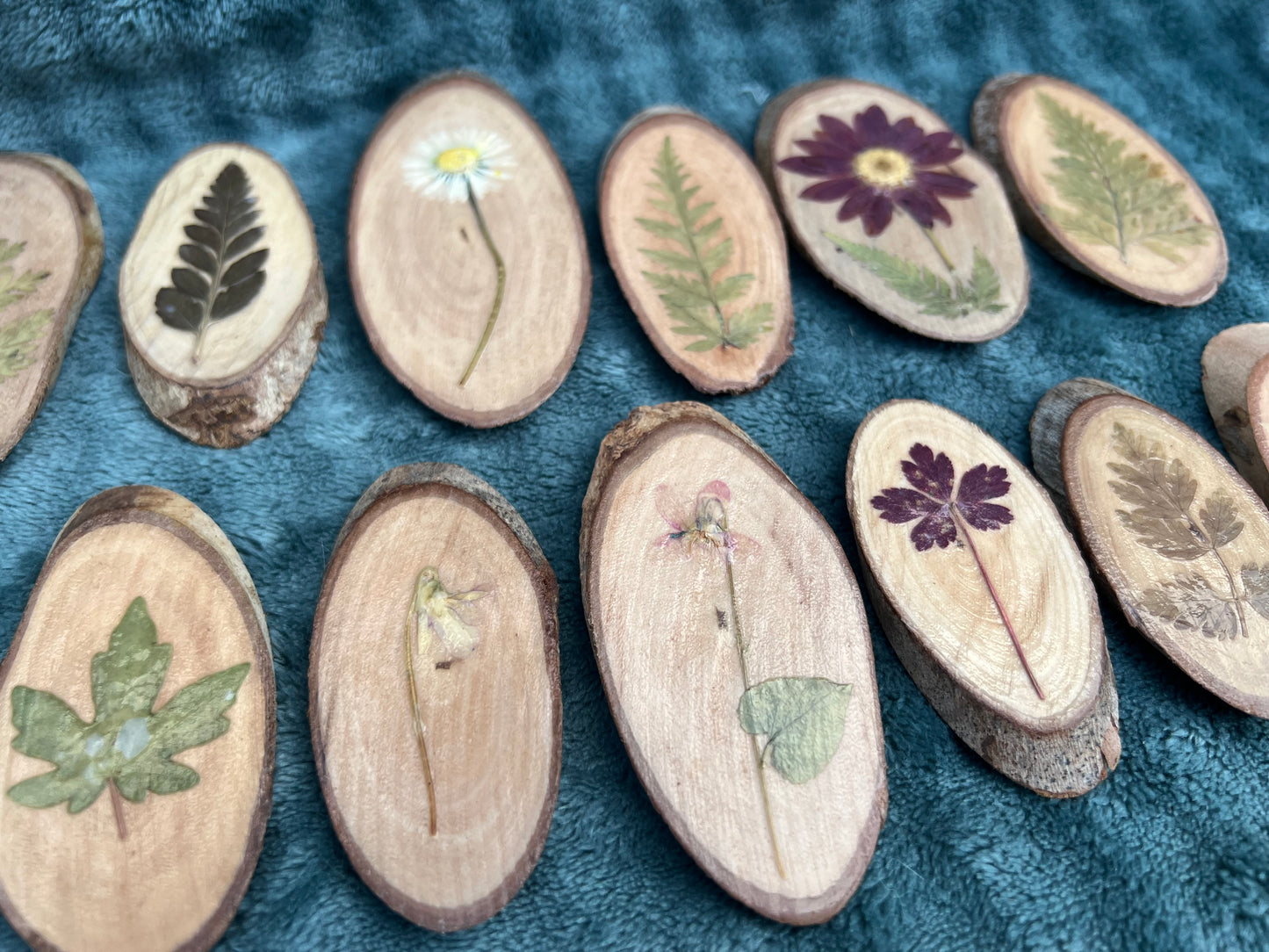 Kleine Baumscheiben mit echten Blüten/Pflanzen