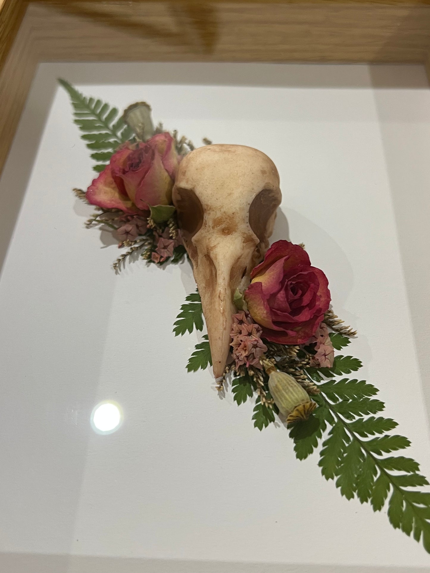 Rabenschädel mit Rosen Blumen und Samen in Bilderrahmen
