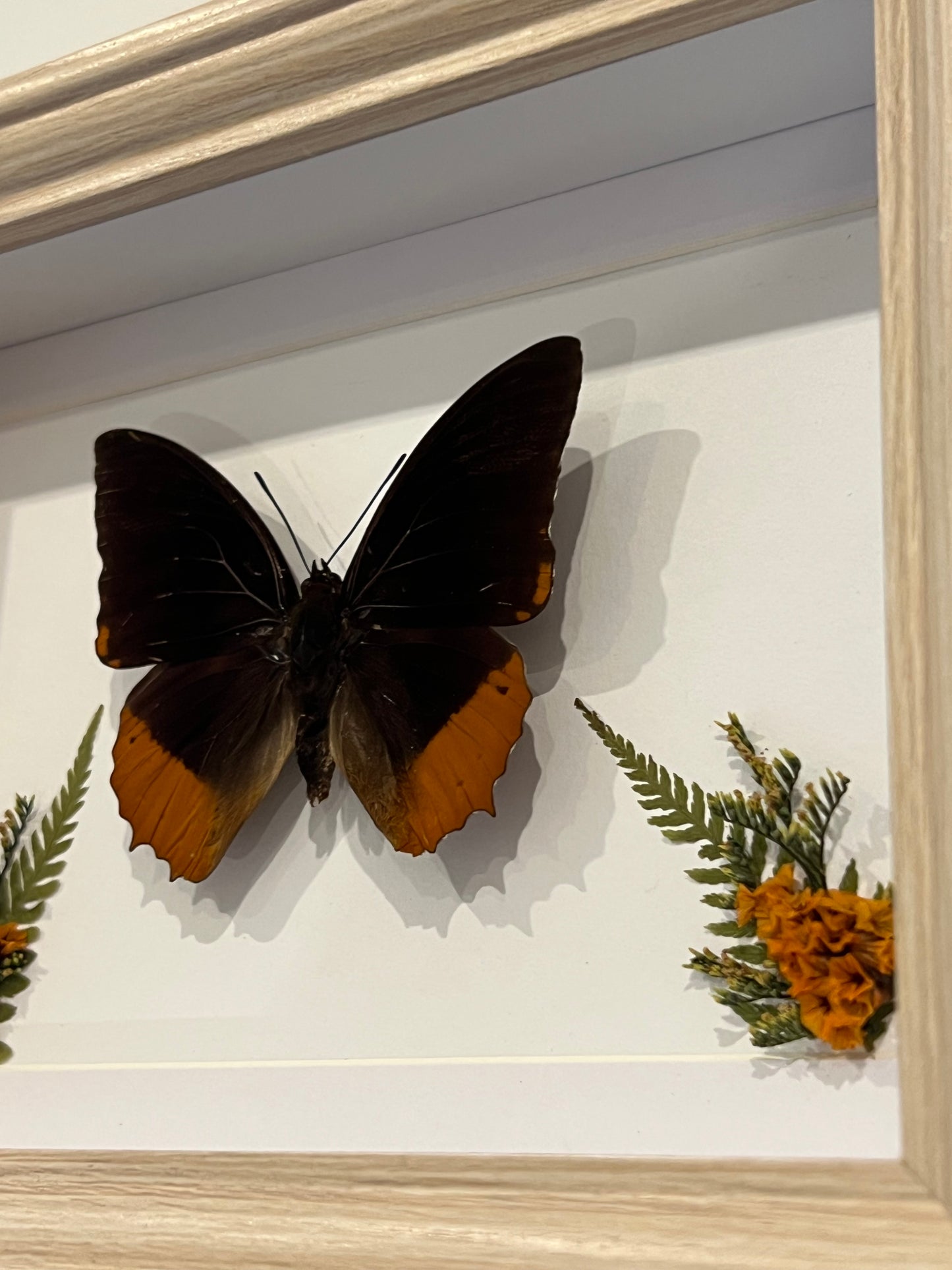 Bilderrahmen mit Flammen-Prachtfalter und Blumen