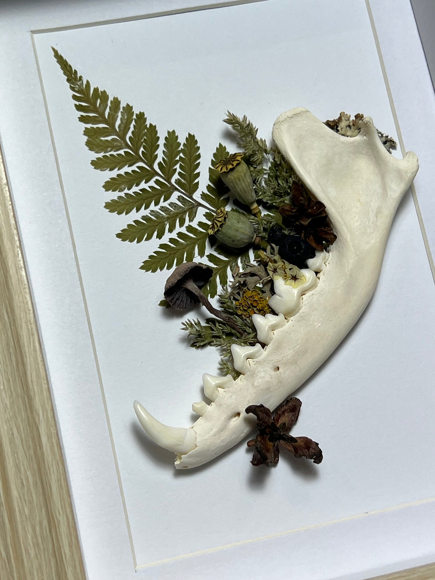 Bilderrahmen mit Fuchskiefer, Pilz, Samen Lichen und Blumen