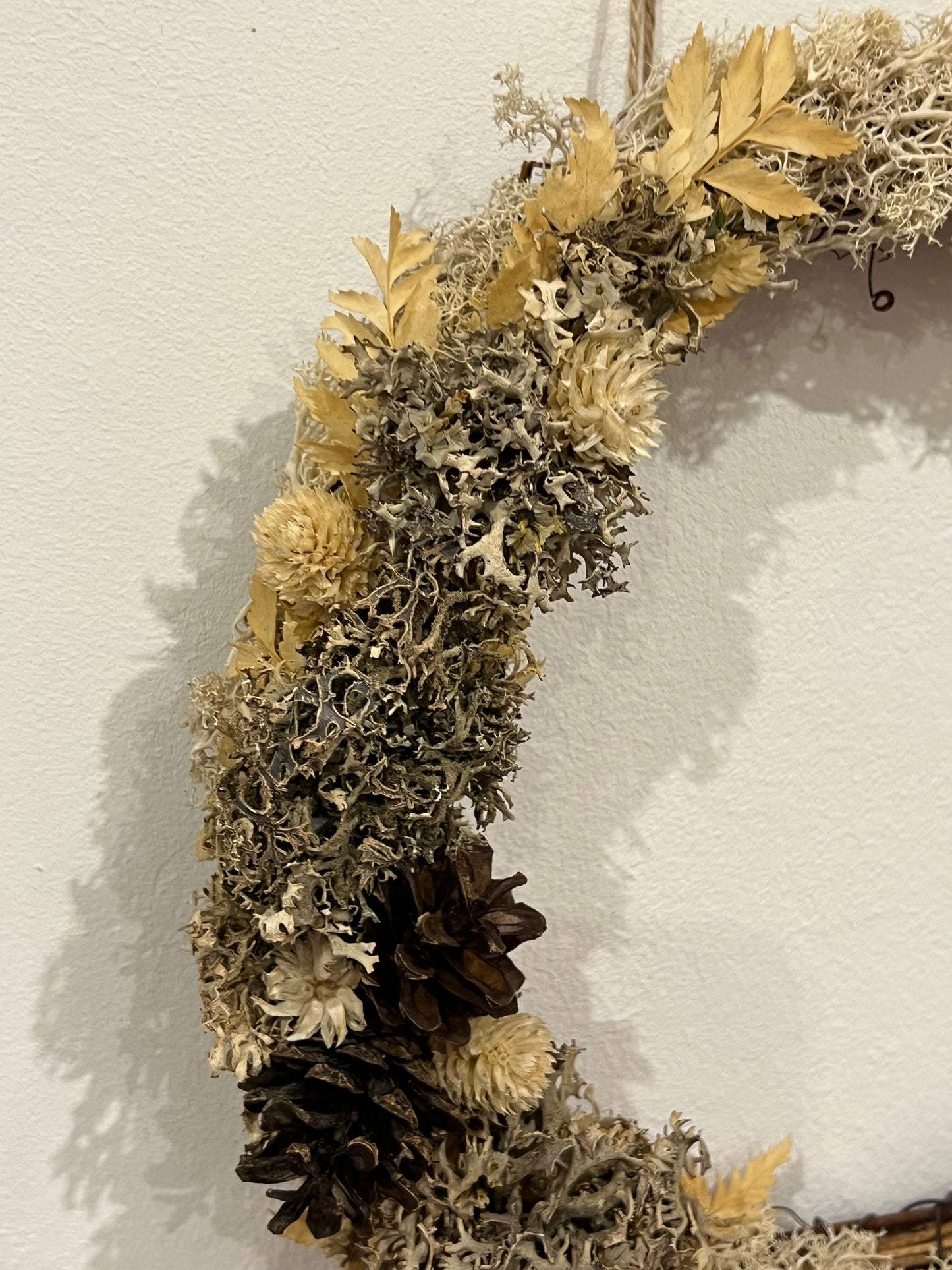 Mondkranz Lichen & Flechten
