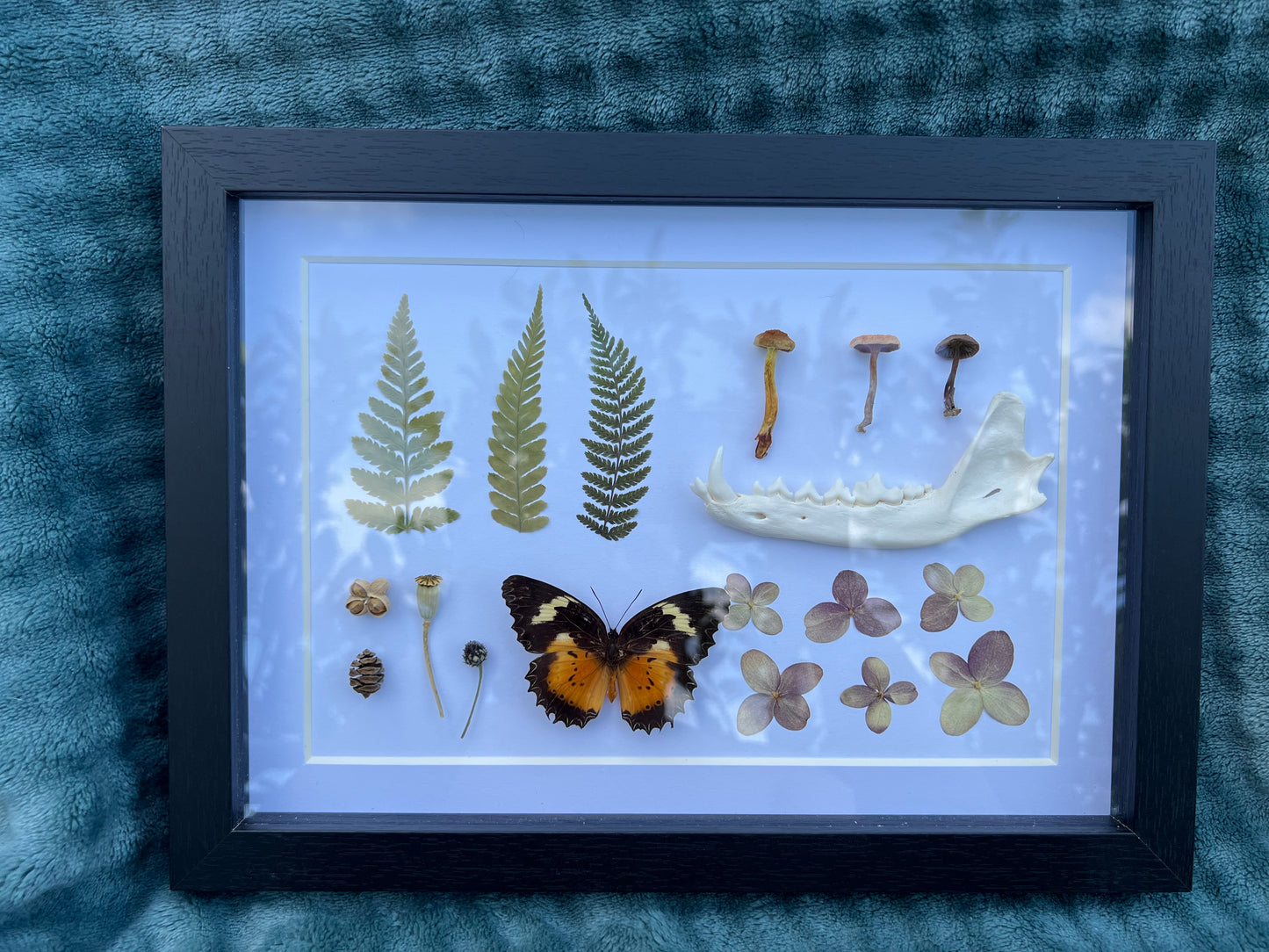 Natursammlung im Bilderrahmen