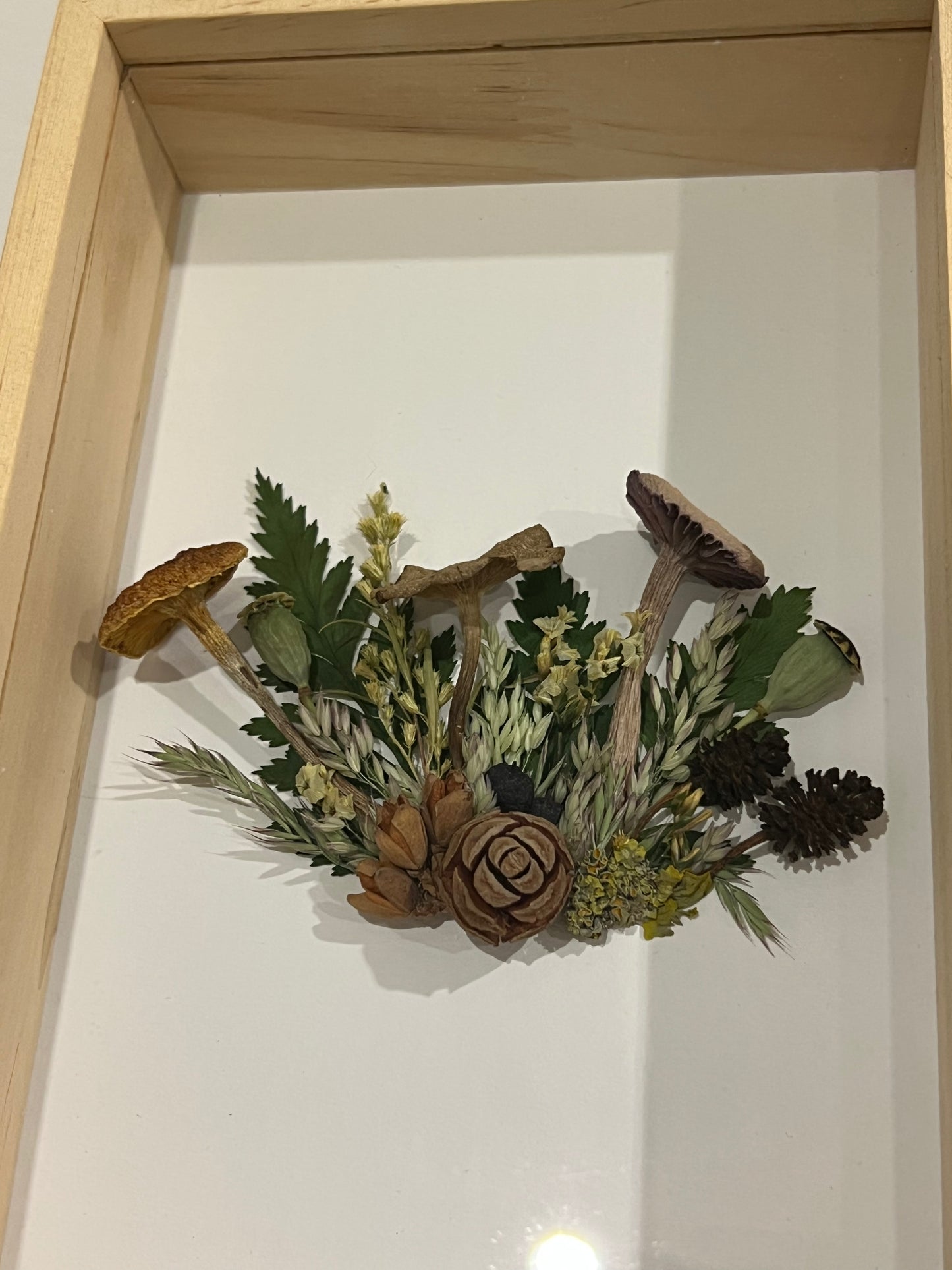 Pilze in Schattenbox