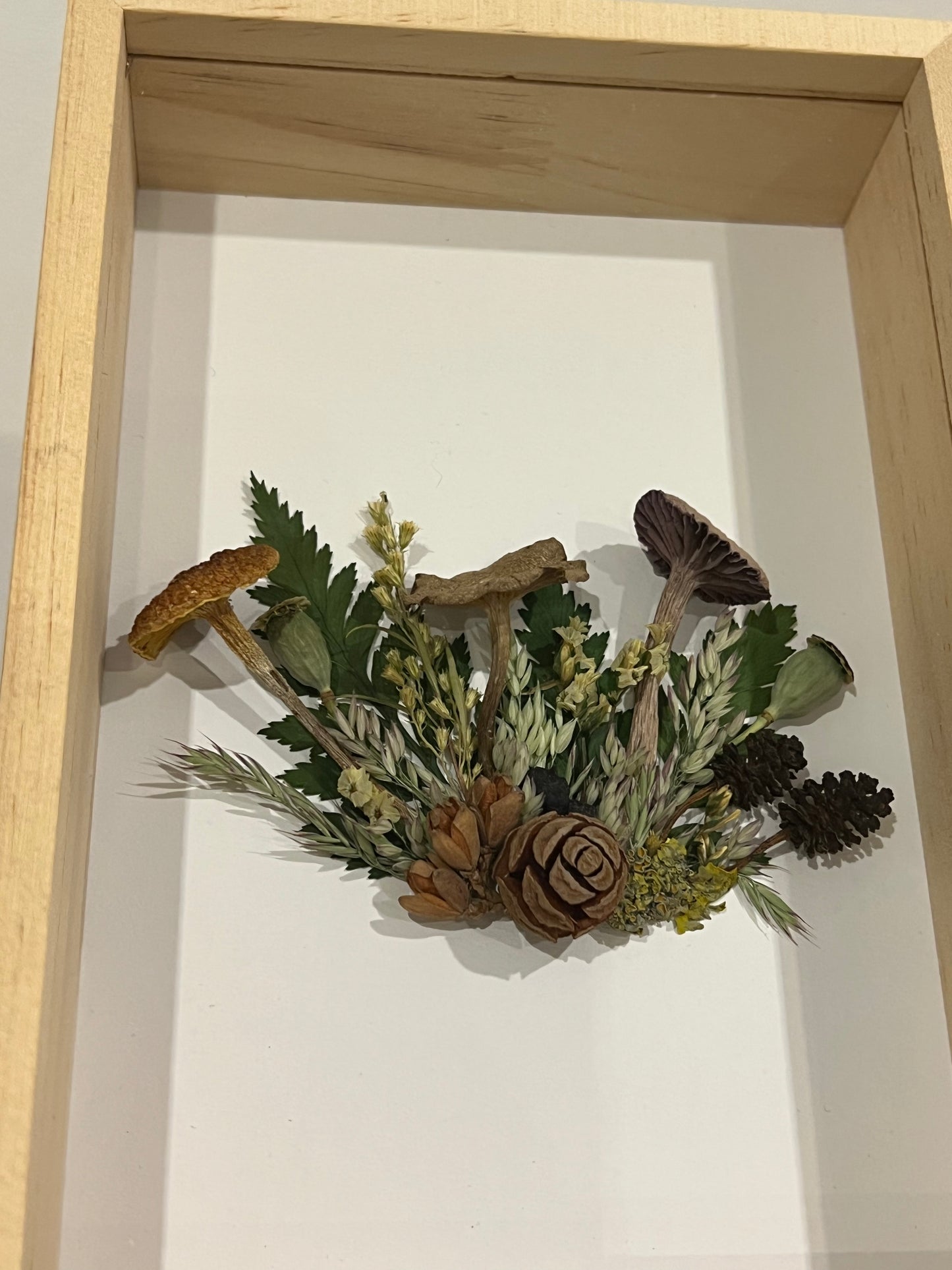 Pilze in Schattenbox